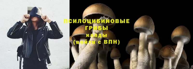 Галлюциногенные грибы MAGIC MUSHROOMS  где продают наркотики  Краснозаводск 